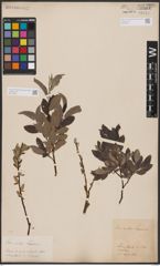 Foto von Salix aurita L. x Salix lapponum L.